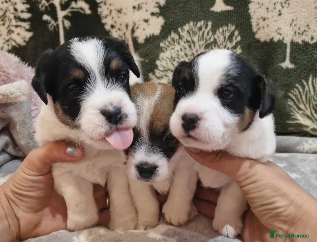 Jack Russell dogs for sale: KC Reg Jack Russell Pups,Parents DNA health tested - Image 18