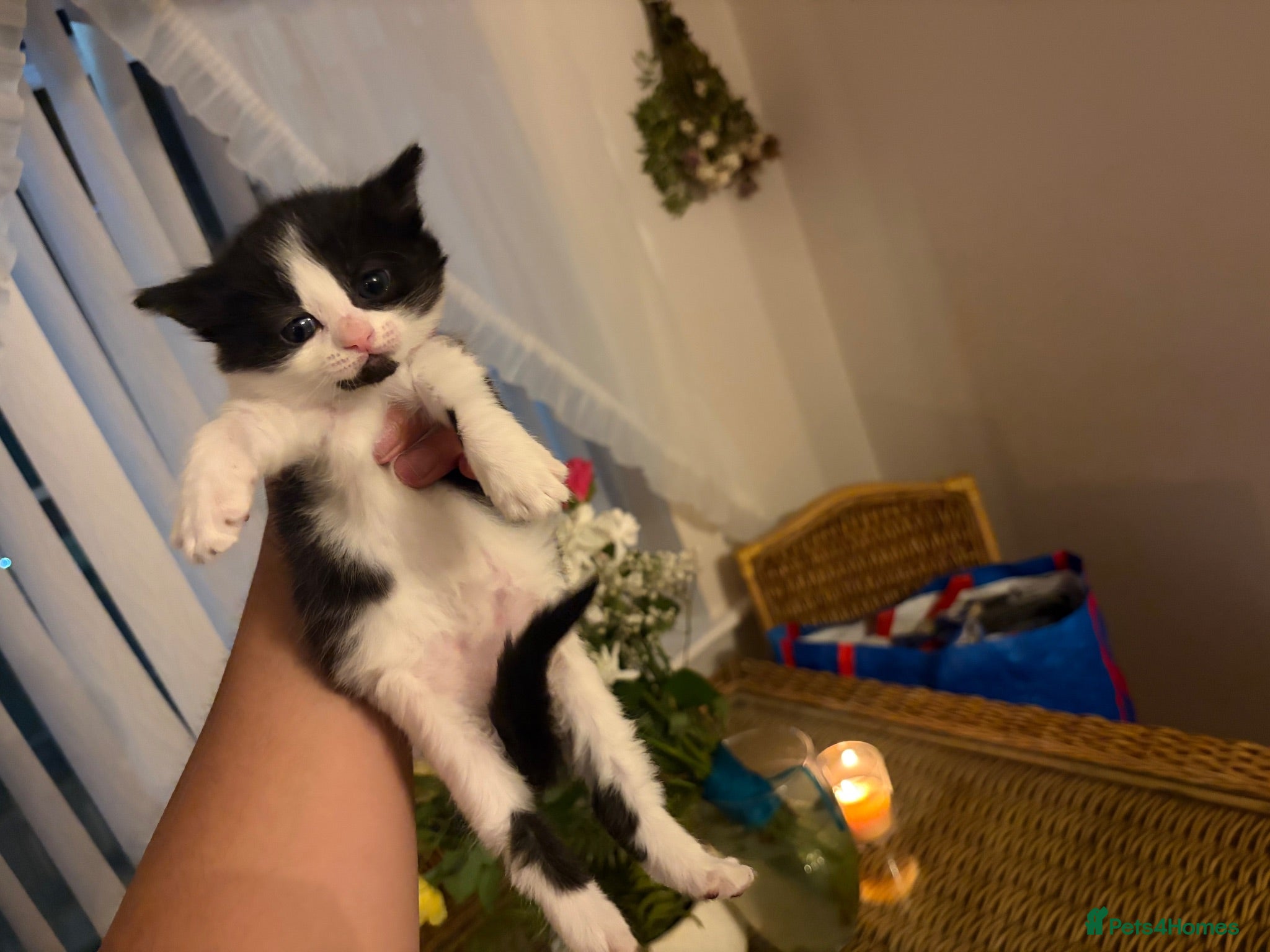 Mixed Breed cats 3 kittens for sale  - Advert 1