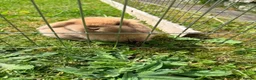 Mini Lop rabbits for sale: Two mini lop rabbits for sale  in Worksop - Advert 4
