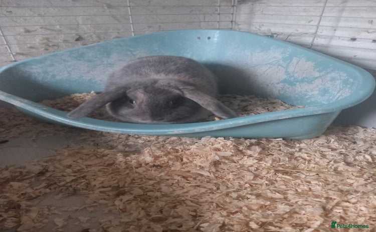 Mini Lop rabbits - Advert 3