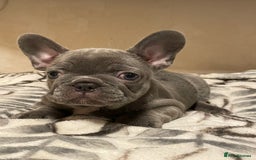 French Bulldog dogs for sale: French bulldog puppy’s  - Image 5