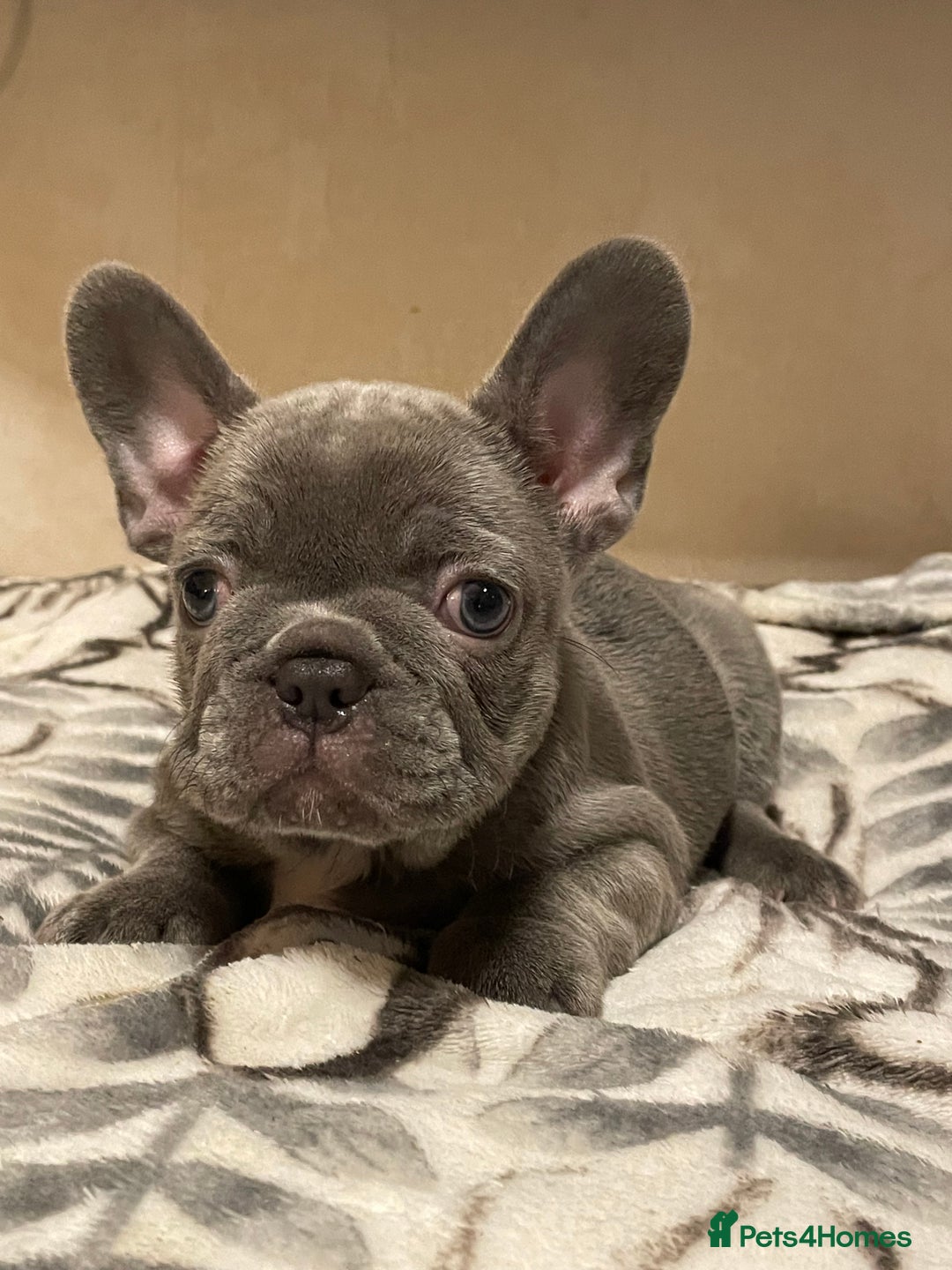 French Bulldog dogs for sale: French bulldog puppy’s  - Image 5