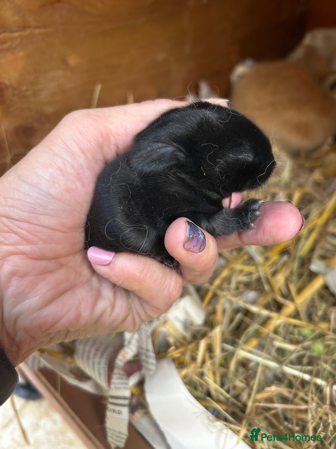 Netherland Dwarf rabbits for sale: Beautiful Mini lop and Netherland dwarf bunnies  - Advert 9