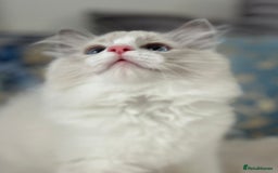 Ragdoll cats for sale: Beautiful Bicolour Ragdoll Kittens Home Raised, in Castleford - Image 21