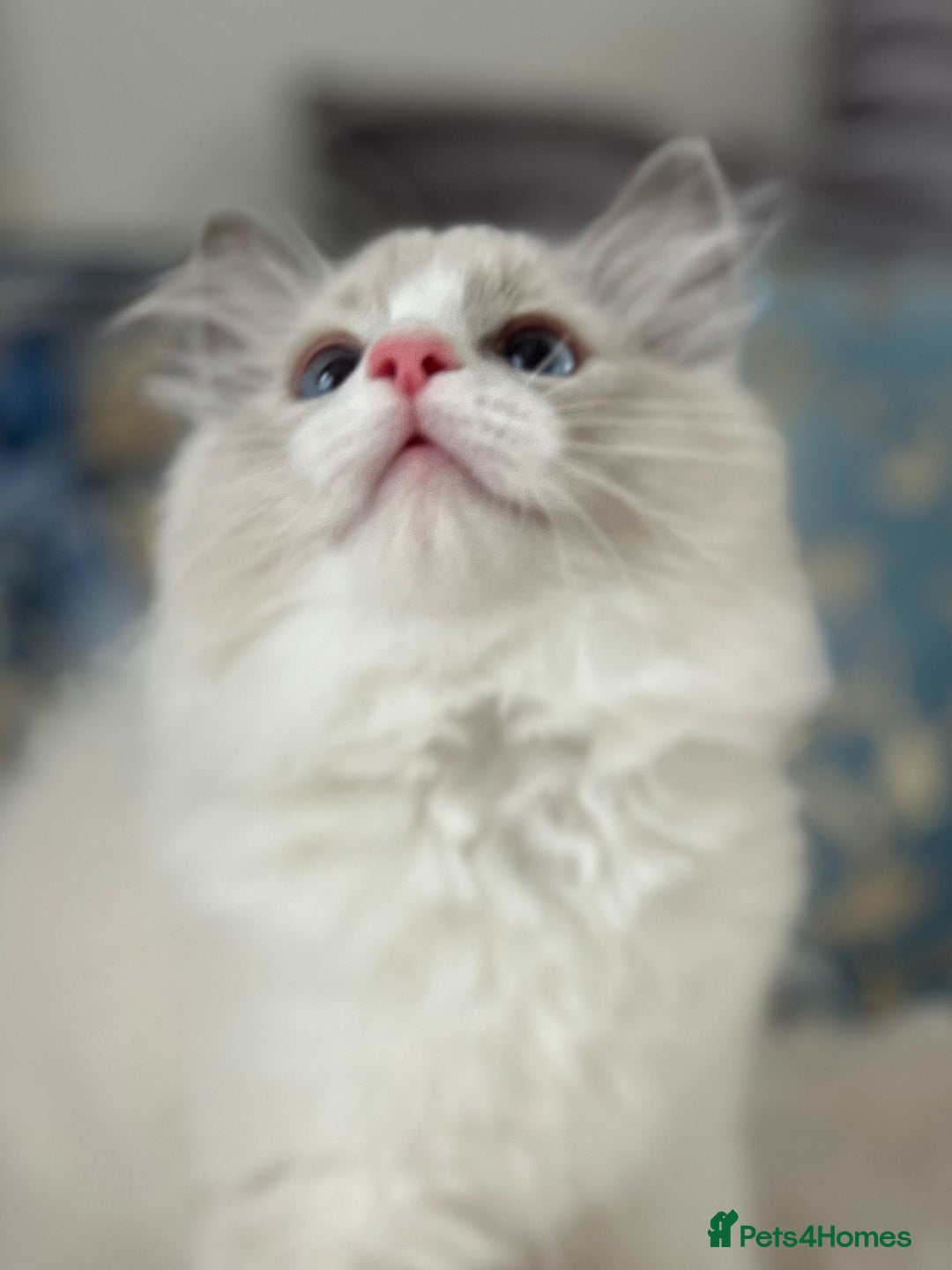 Ragdoll cats for sale: Beautiful Bicolour Ragdoll Kittens Home Raised, in Castleford - Image 21