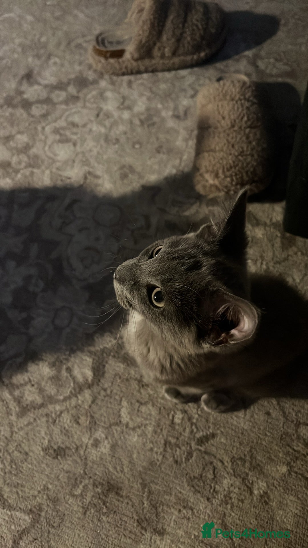 Russian Blue cats for sale: Kitties - Image 4