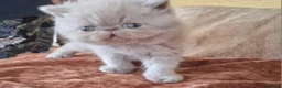 Exotic cats for sale: Pedigree Exotic Kittens - Advert 3