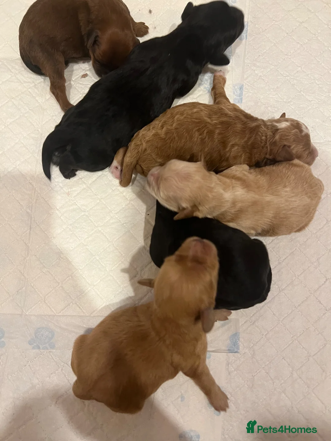 Shihpoo dogs for sale: Gorgeous f1 Shih poo puppies - Advert 2