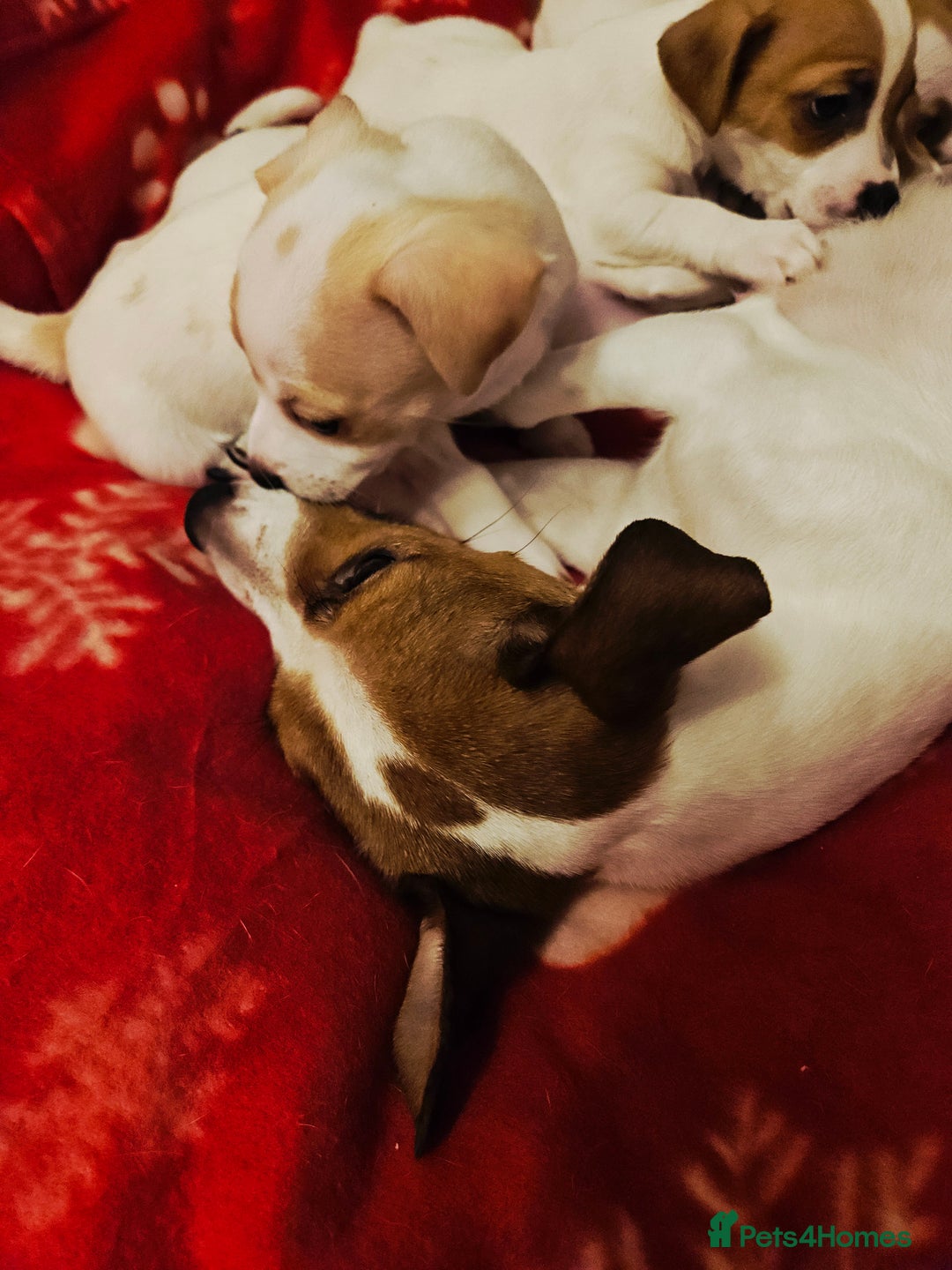 Jack Russell dogs for sale: LOVELY JACK RUSSELL PUPPIES FOR SALE. - Advert 12