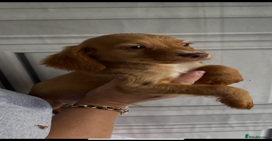 Cocker Spaniel dogs - Advert 1