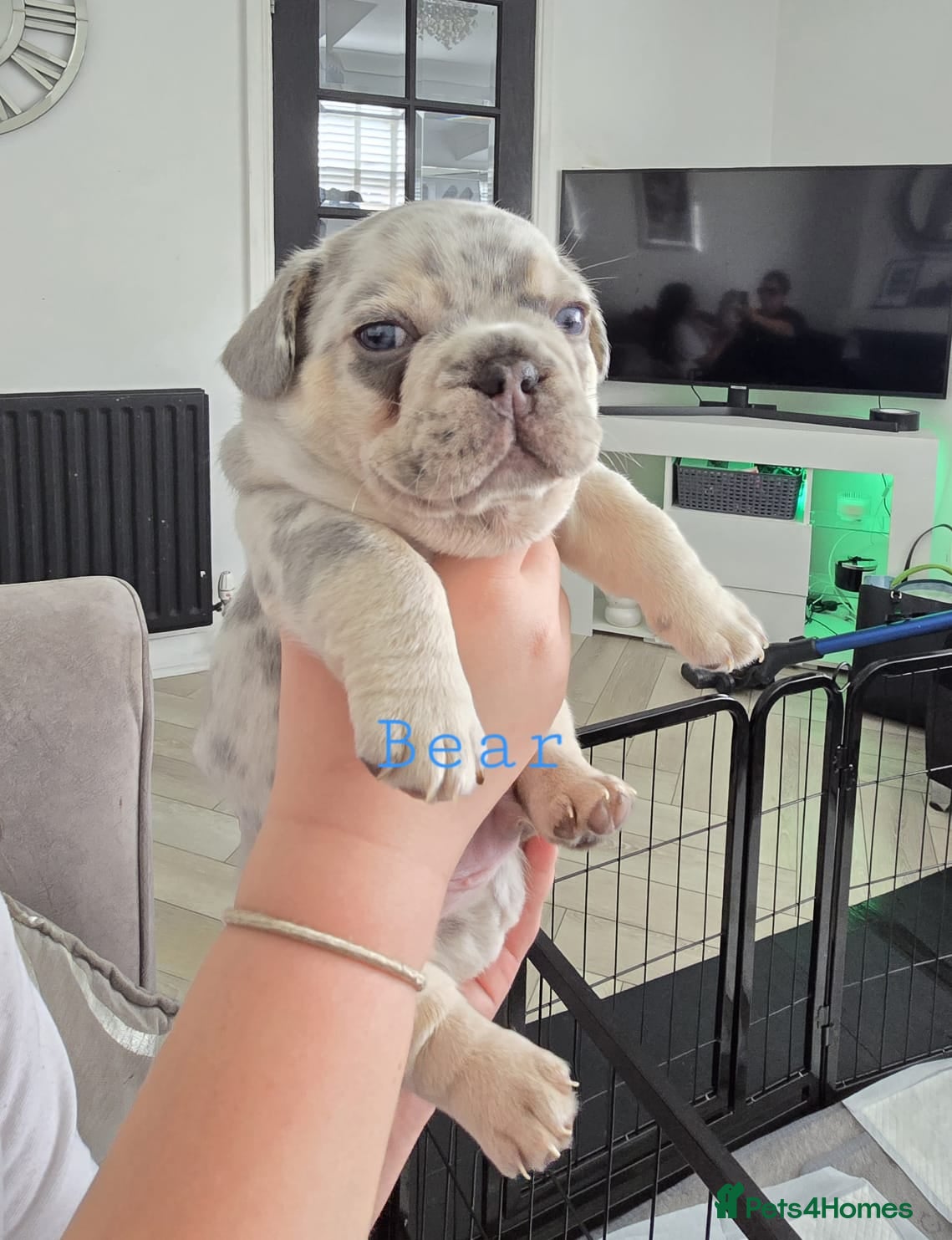 French Bulldog dogs Stunning little of French Bulldog puppies  - Advert 14