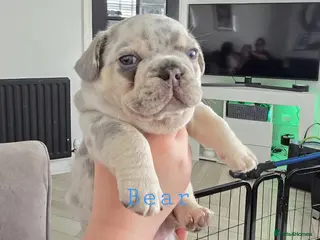 French Bulldog dogs Stunning little of French Bulldog puppies - Advert 14