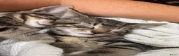 Abyssinian cats for sale: Absynnian tabby mix kittens 1 boy and 1 girl left in Margate - Advert 9
