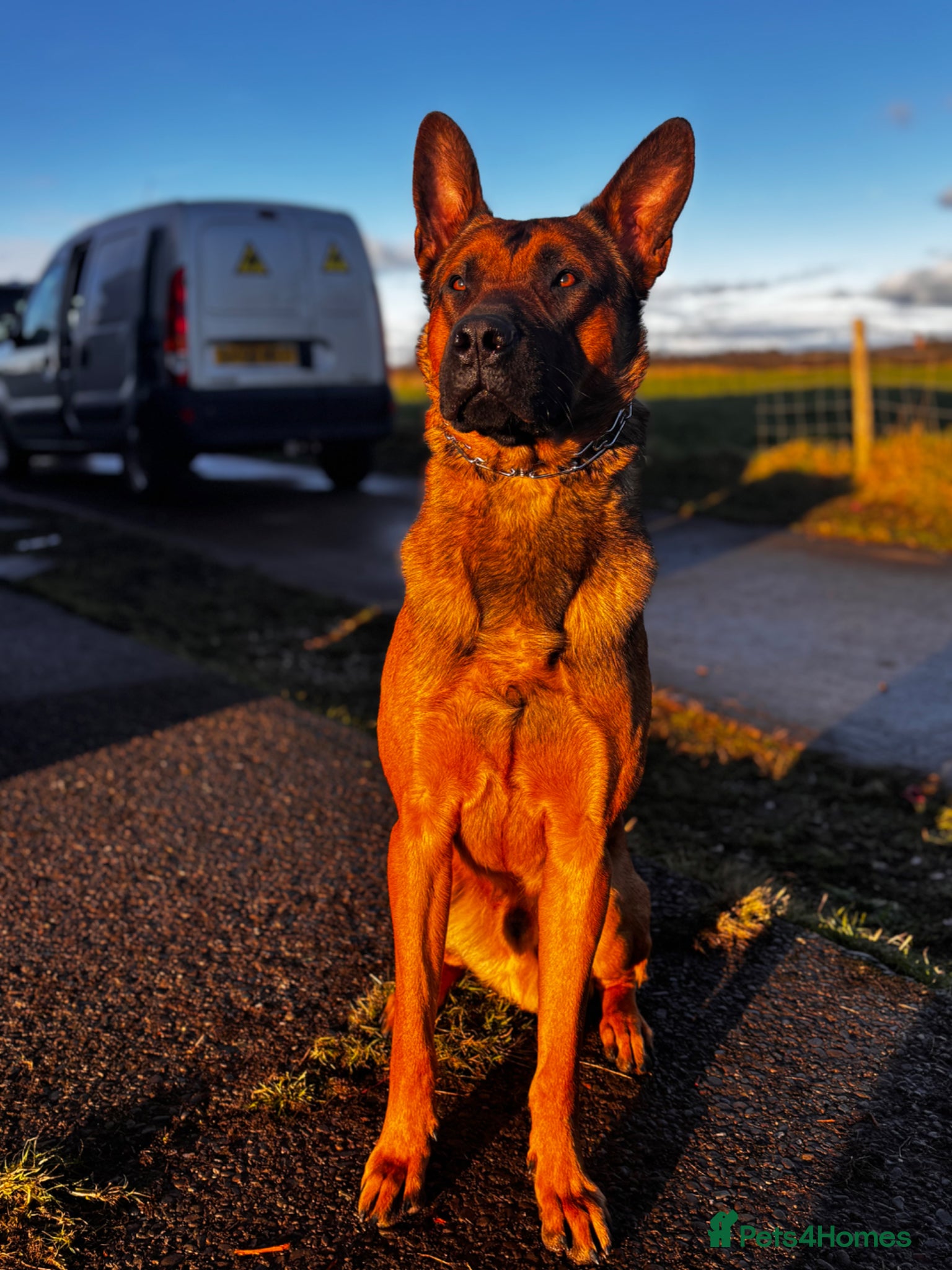 Belgian Shepherd Dog dogs for sale: Bruce Belgian Mali  in Preston - Advert 6