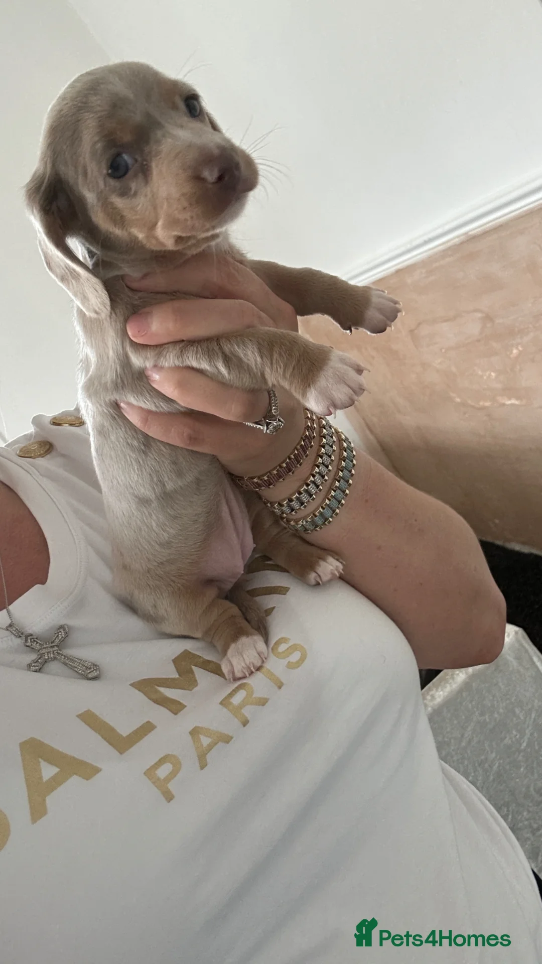 Miniature Dachshund dogs for sale: Miniature Dachshund puppies  - Advert 2