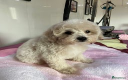 Toy Poodle dogs for sale: Toy poodle puppies - Image 8