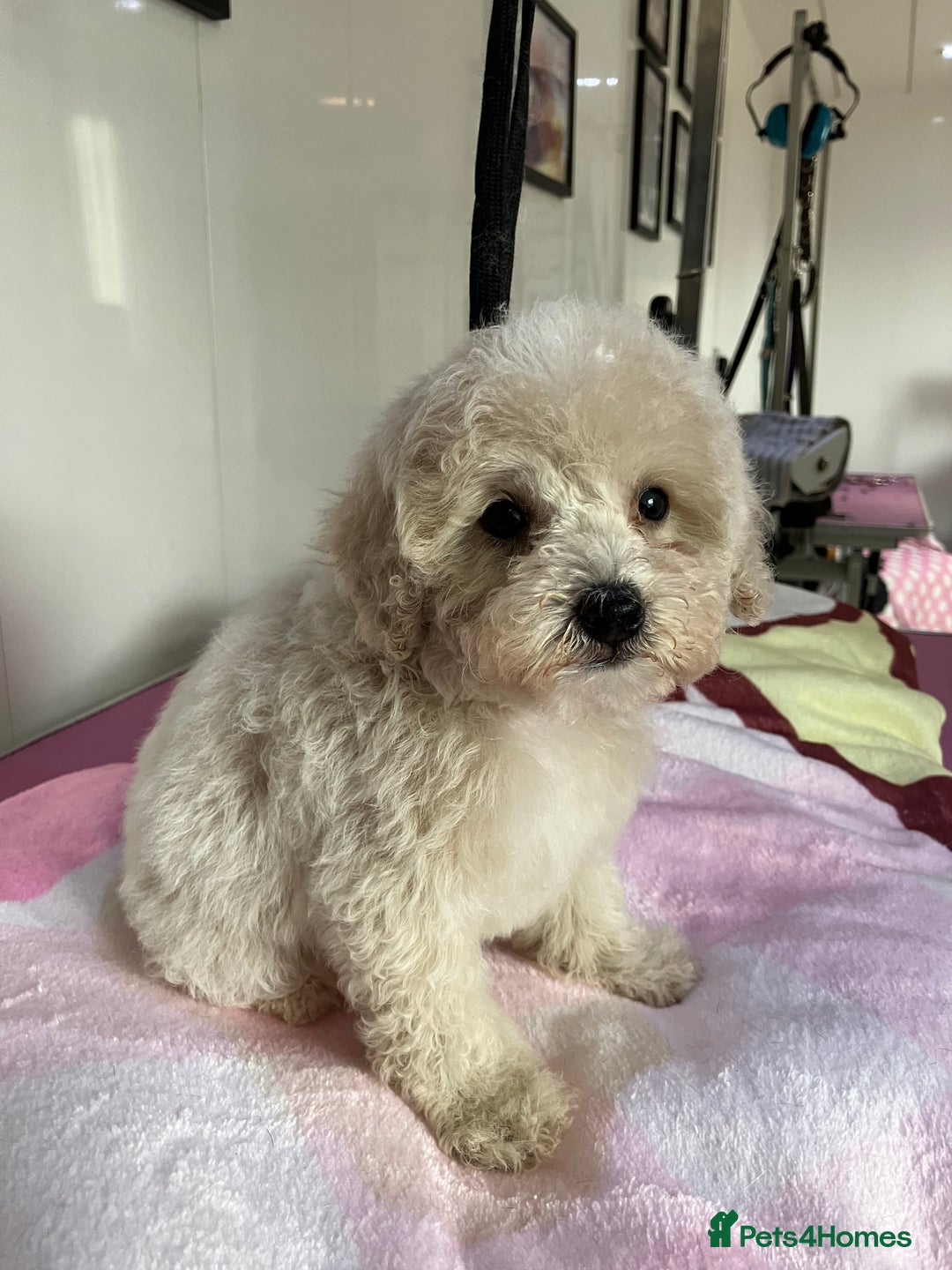 Toy Poodle dogs for sale: Toy poodle puppies - Image 8
