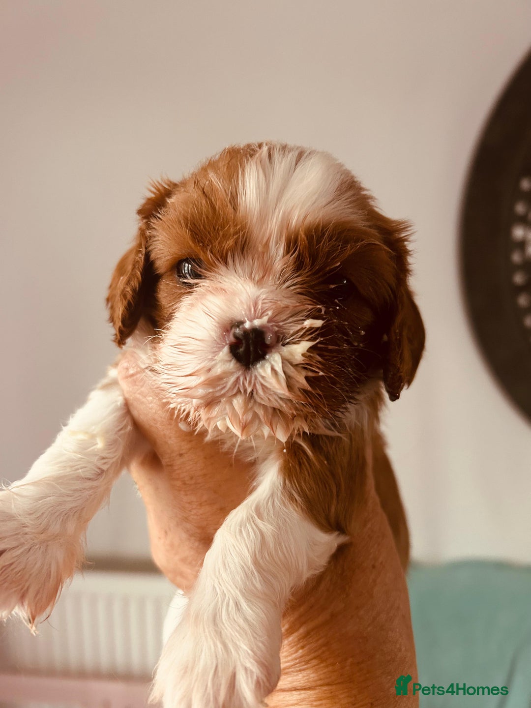 Cavalier King Charles Spaniel dogs for sale: Stunning cavalier King Charles puppies  - Image 7