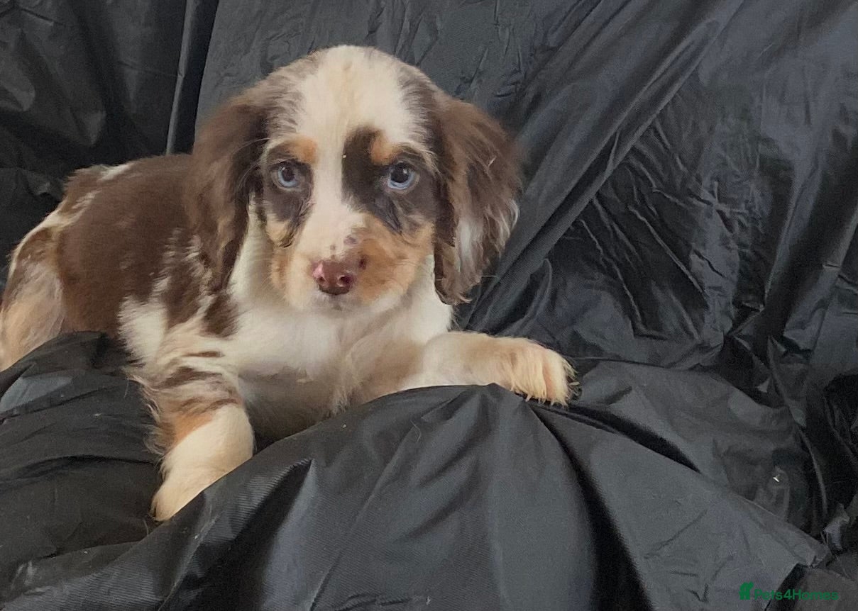 Cocker Spaniel dogs Beautiful letter of working Cocker spaniel’s - Advert 18