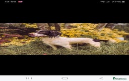 English Springer Spaniel dogs for sale: QUALITY WORKING ESS PUPS - Image 8