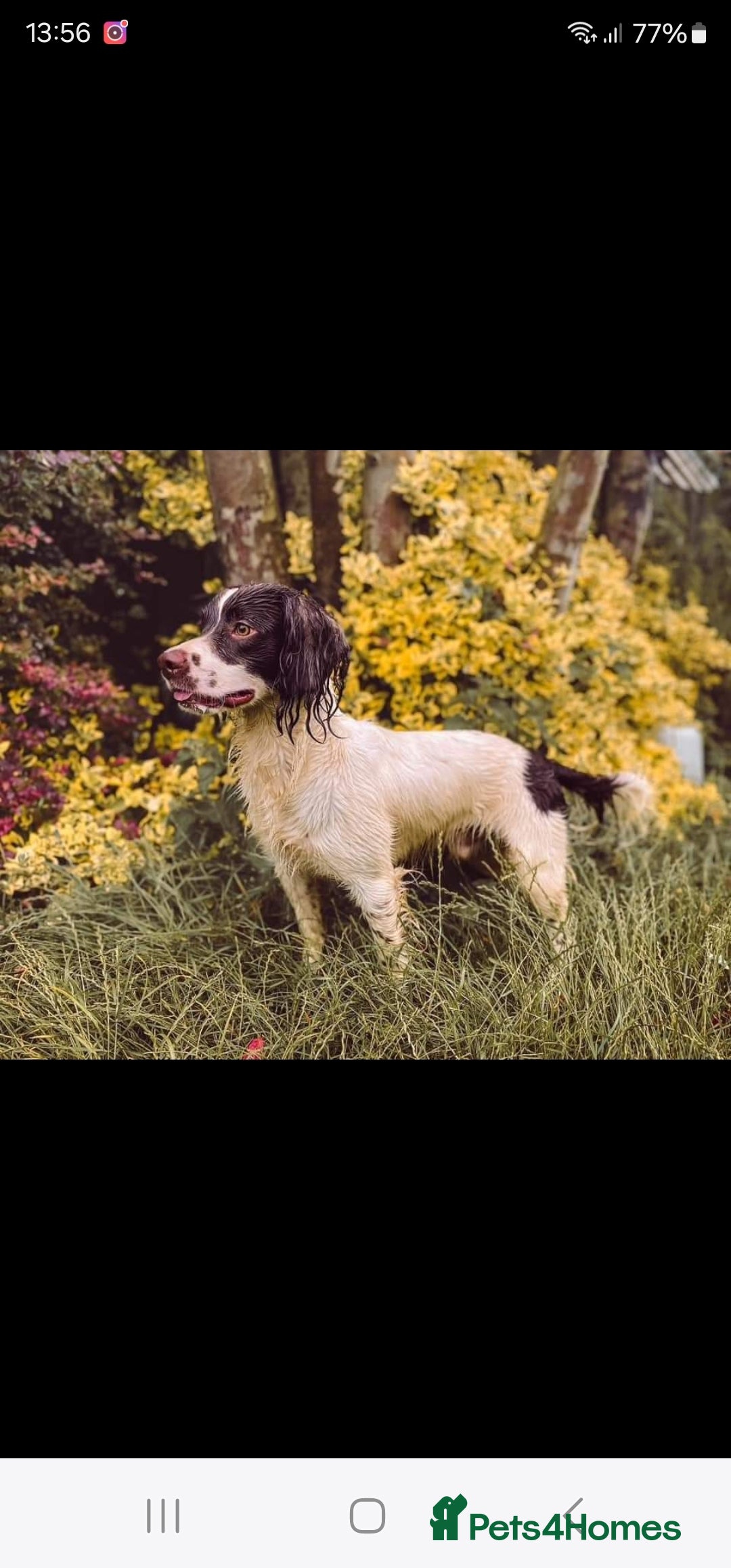 English Springer Spaniel dogs for sale: QUALITY WORKING ESS PUPS - Image 8