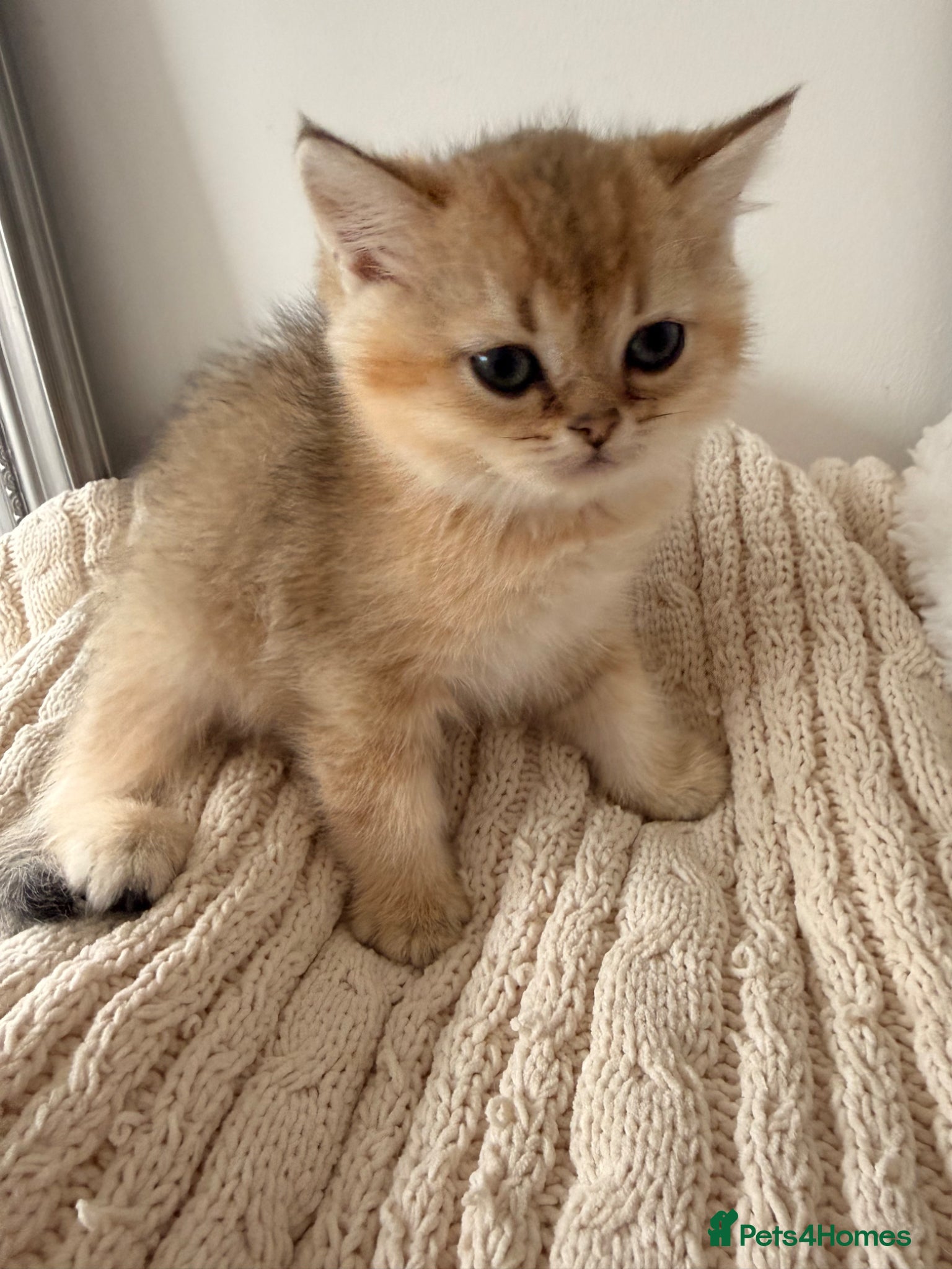 British Shorthair cats 🧡BSH Gold chinchilla kittens NY12 Tica Reg🧡 - Advert 7