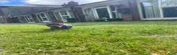 Dachshund dogs for sale: 3 beautiful boy wired haired sausages  - Advert 10