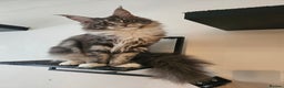 Maine Coon cats for sale: Stunning quality silver Tica Mainecoon kittens  - Advert 35