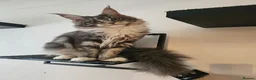 Maine Coon cats for sale: Stunning show quality Tica females - Advert 6