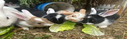 Mixed Breed rabbits for sale: Mixed lop ready to go  - Advert 7