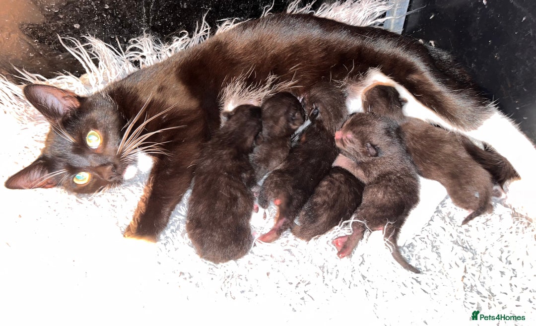 Mixed Breed cats for sale: Gorgeous kittens - Advert 2