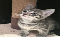 Mixed Breed cats for sale: Placid Tabby Girls  - Image 8