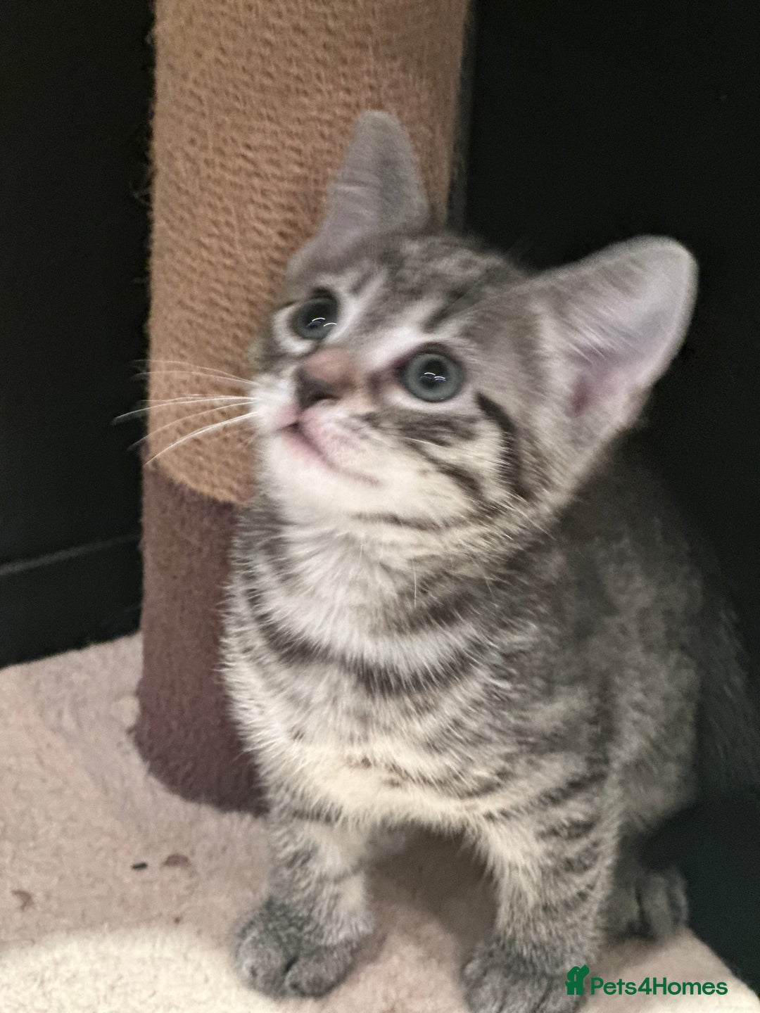 Mixed Breed cats for sale: Placid Tabby Girls  - Image 8