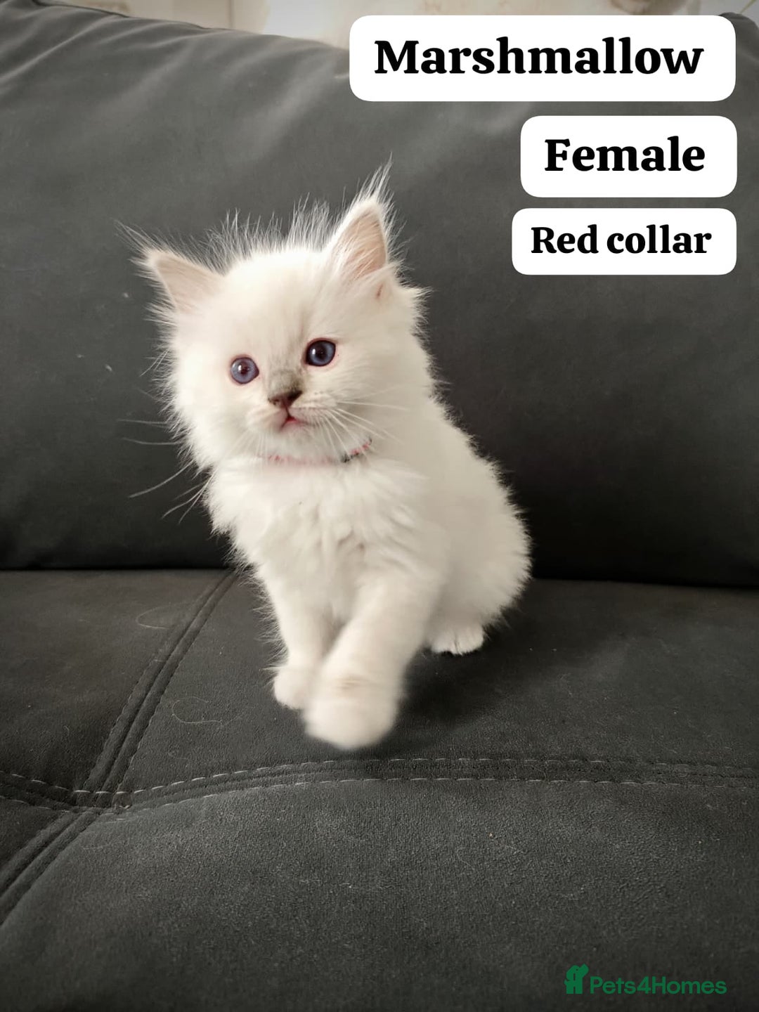 Ragdoll cats for sale: Ready Pedigree Lilac (Rare) Ragdoll Kittens - Image 7