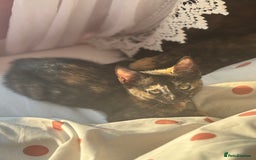 Mixed Breed cats for sale: 1 Gorgeous Female Kitten Ready for their new home - Image 5