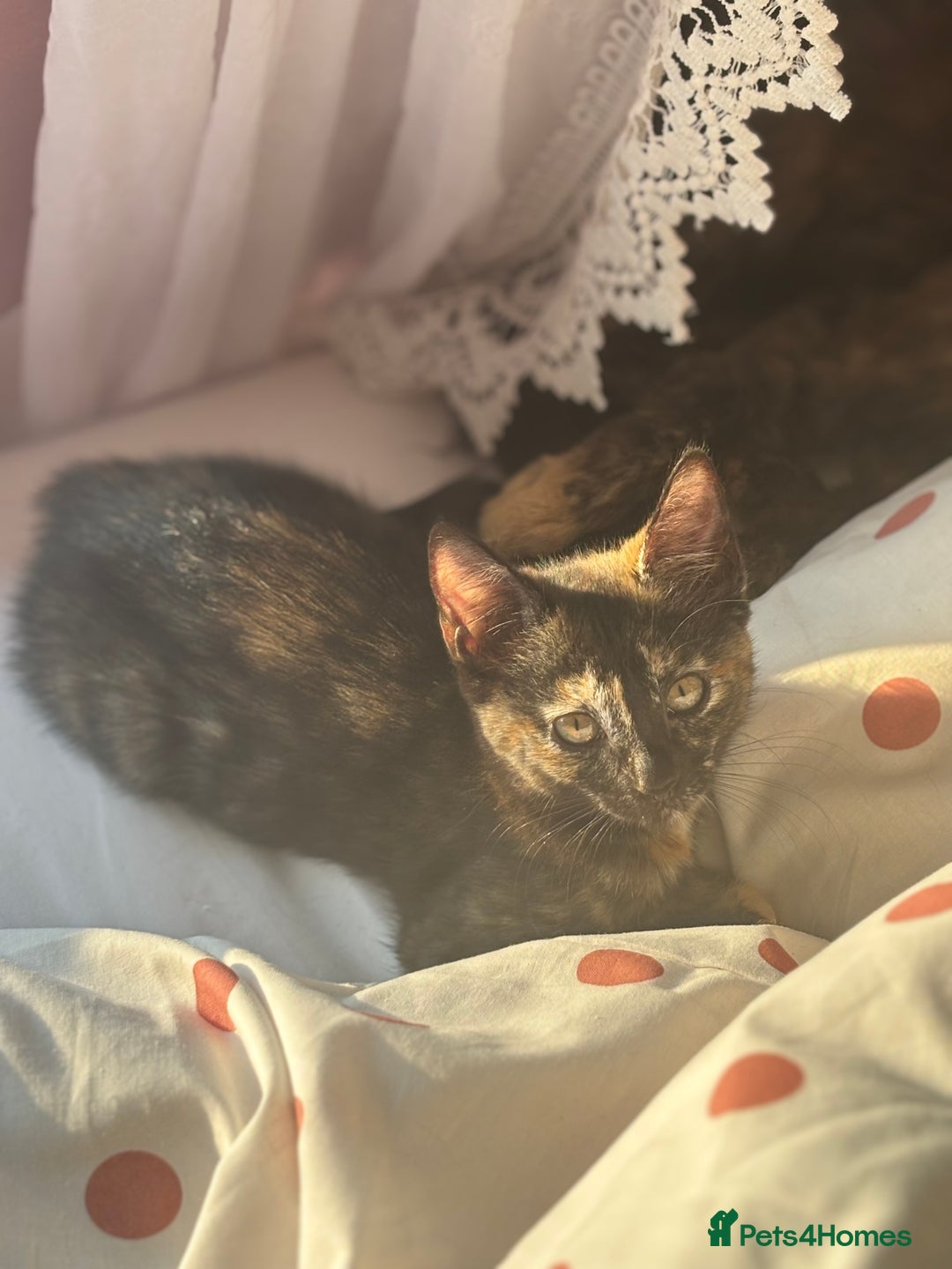 Mixed Breed cats for sale: 1 Gorgeous Female Kitten Ready for their new home - Image 5