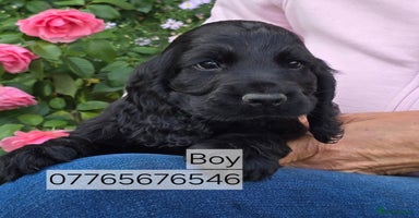 Cocker Spaniel dogs - Advert 13