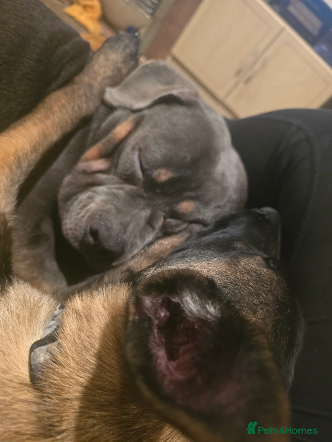 American Bully dogs for sale: ✨️pocket bully✨️ - Advert 2