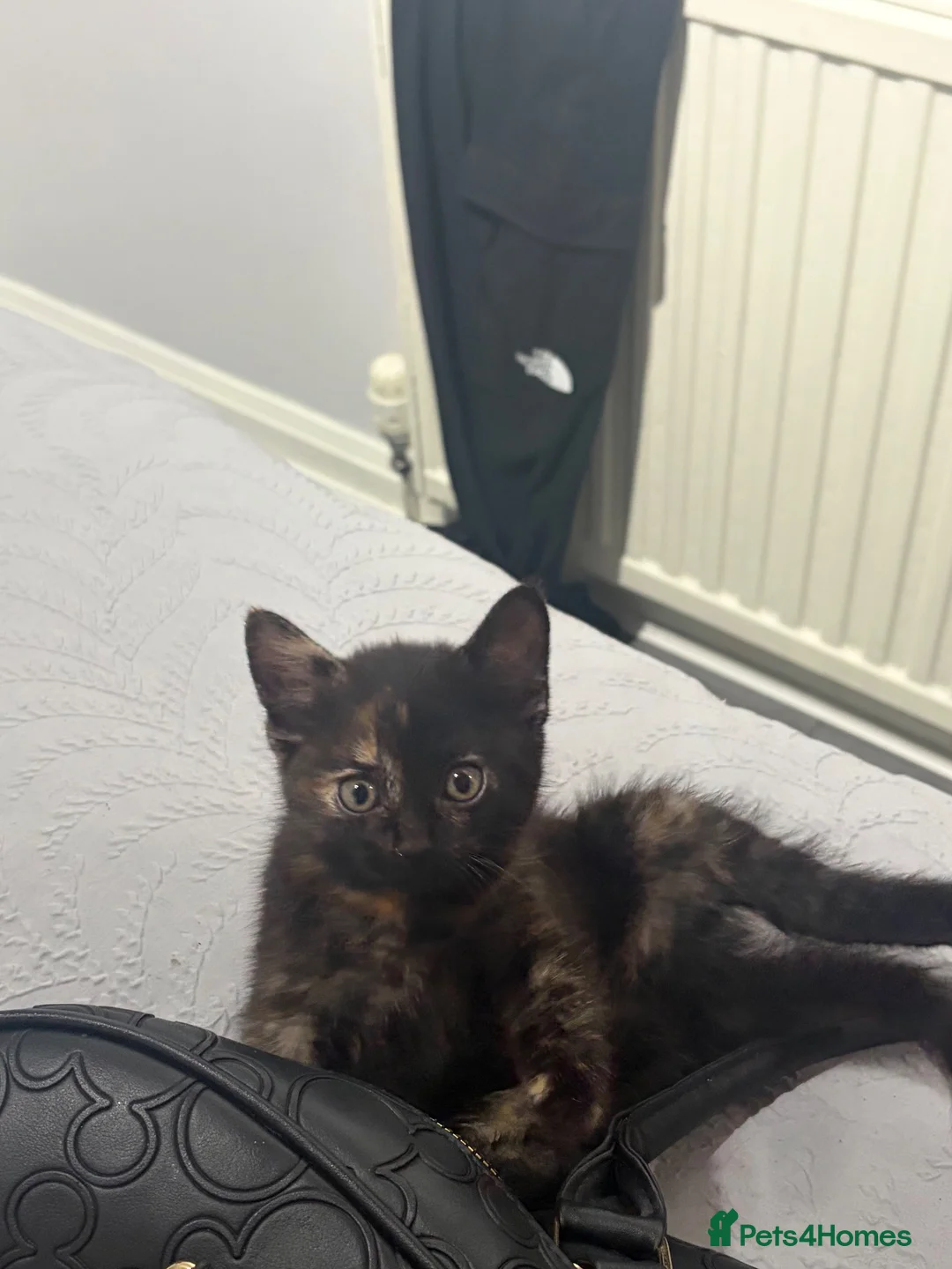 Mixed Breed cats for sale: Kittens - Advert 2