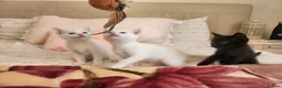 Mixed Breed cats for sale: Kittens Soon Ready for Loving Forever Homes - Advert 4