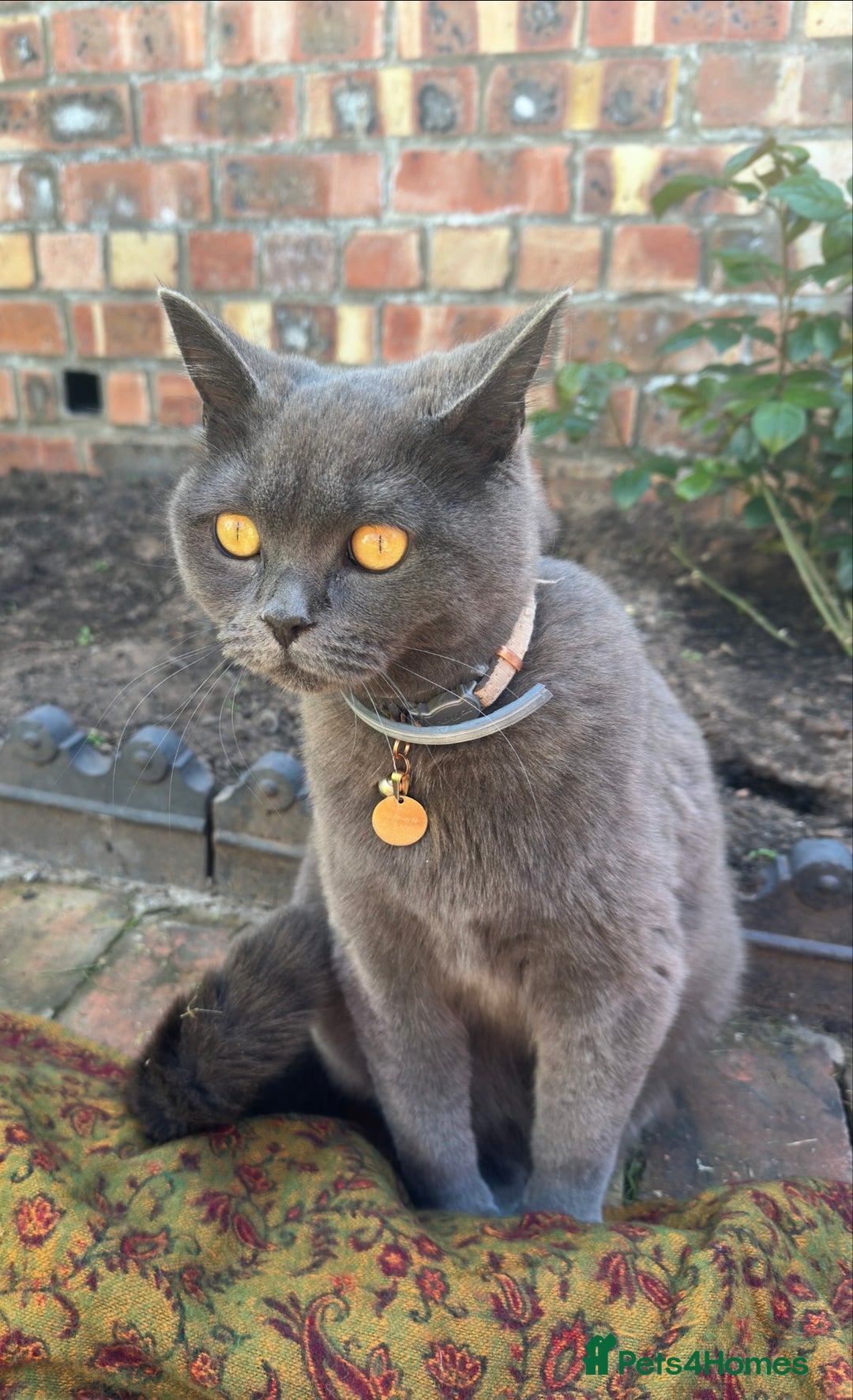 British Shorthair cats for sale: Female Blue British Shorthair 2 years old  - Advert 10