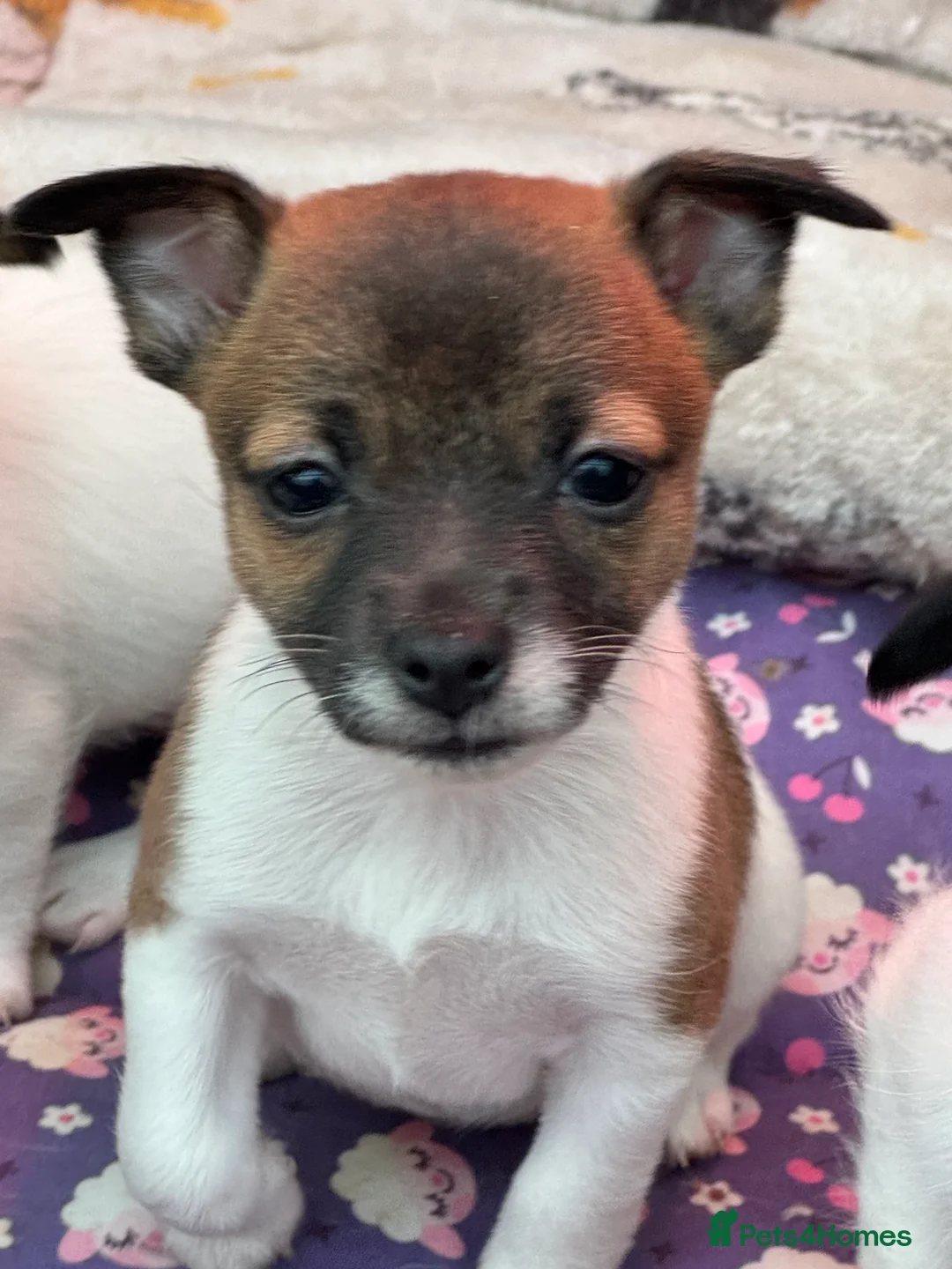 Jack Russell dogs for sale: Stunning Miniature Jack Russell Puppies  - Advert 16
