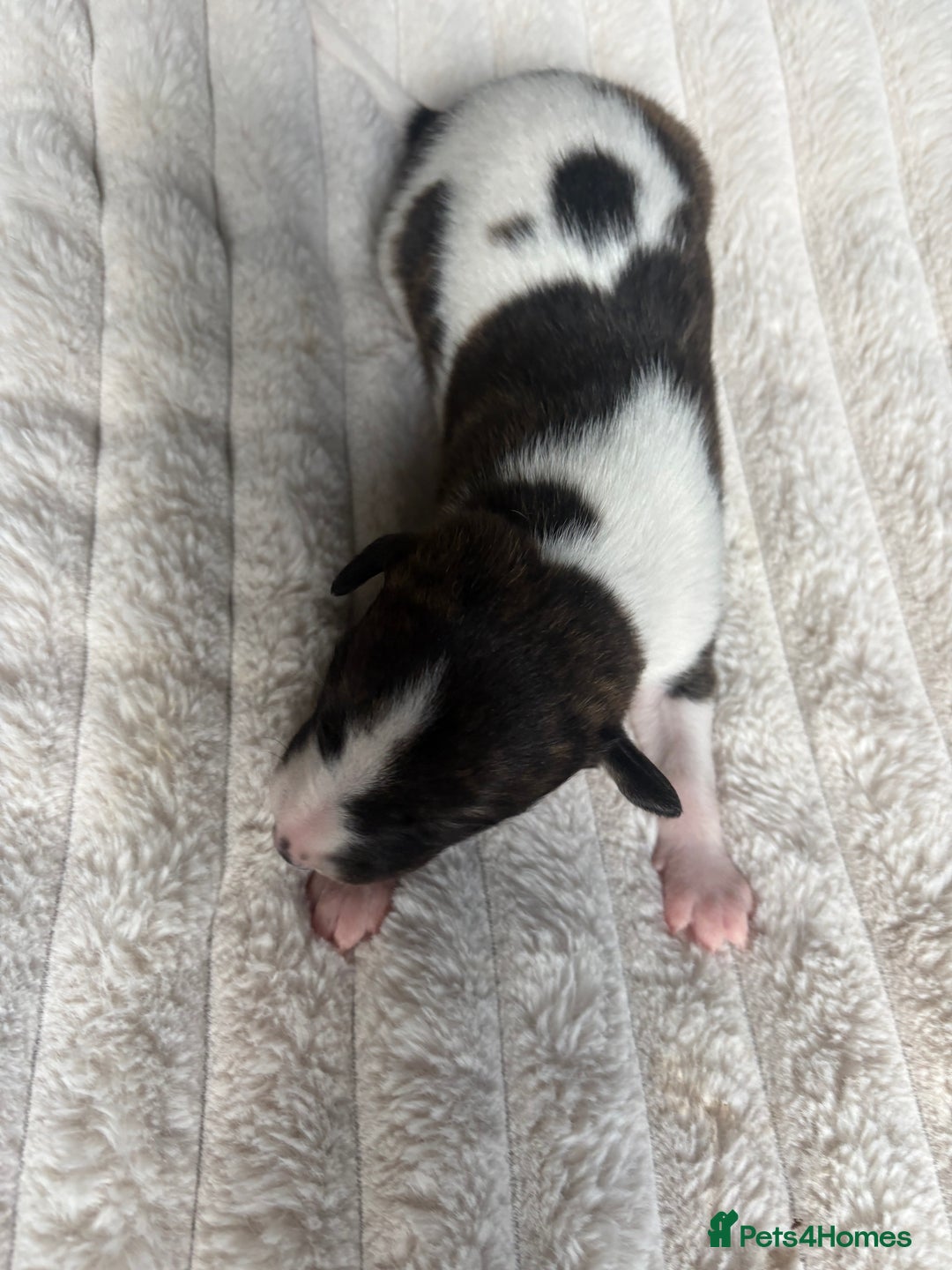 Whippet dogs for sale: Whippet Puppies - Image 5