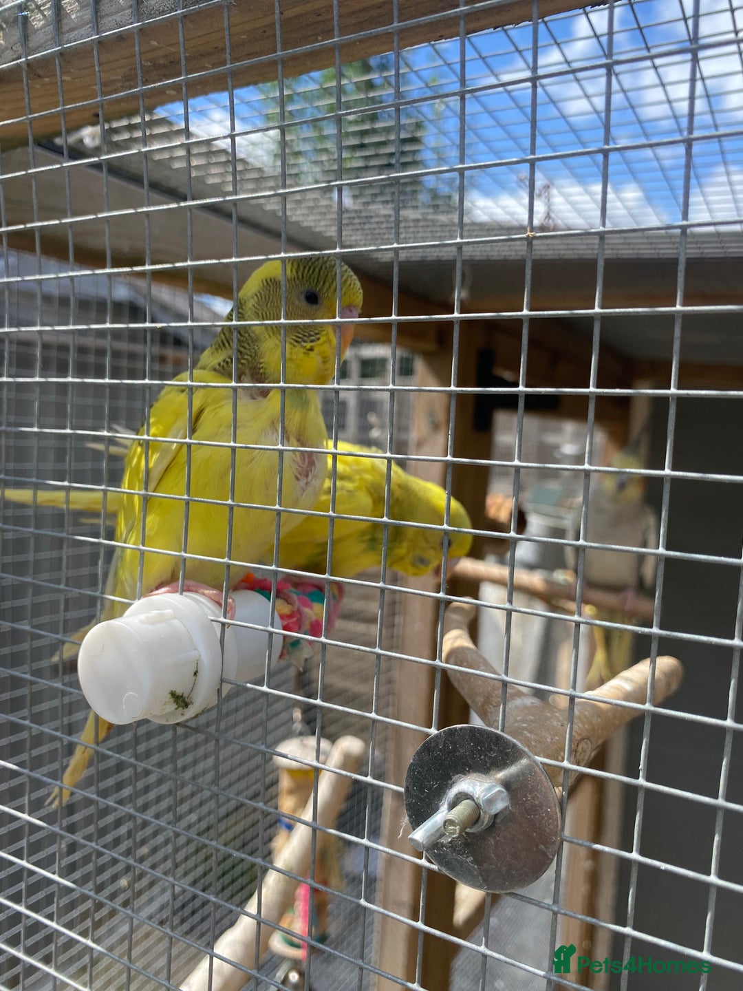 Budgerigars birds for sale: Hand reared budgies - Image 2