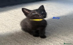 Domestic Shorthair cats for sale: 7 beautiful kittens!!!🐈‍⬛🐈‍⬛🐈‍⬛ - Image 22