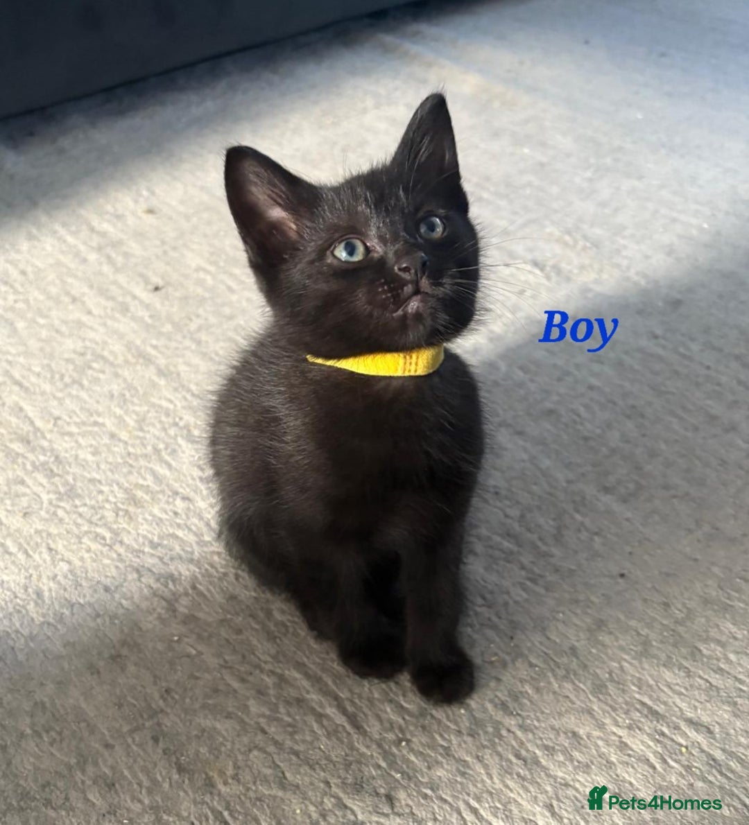 Domestic Shorthair cats for sale: 7 beautiful kittens!!!🐈‍⬛🐈‍⬛🐈‍⬛ - Image 22