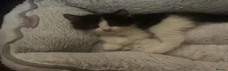 Mixed Breed cats for sale: 3 kittens  - Advert 6
