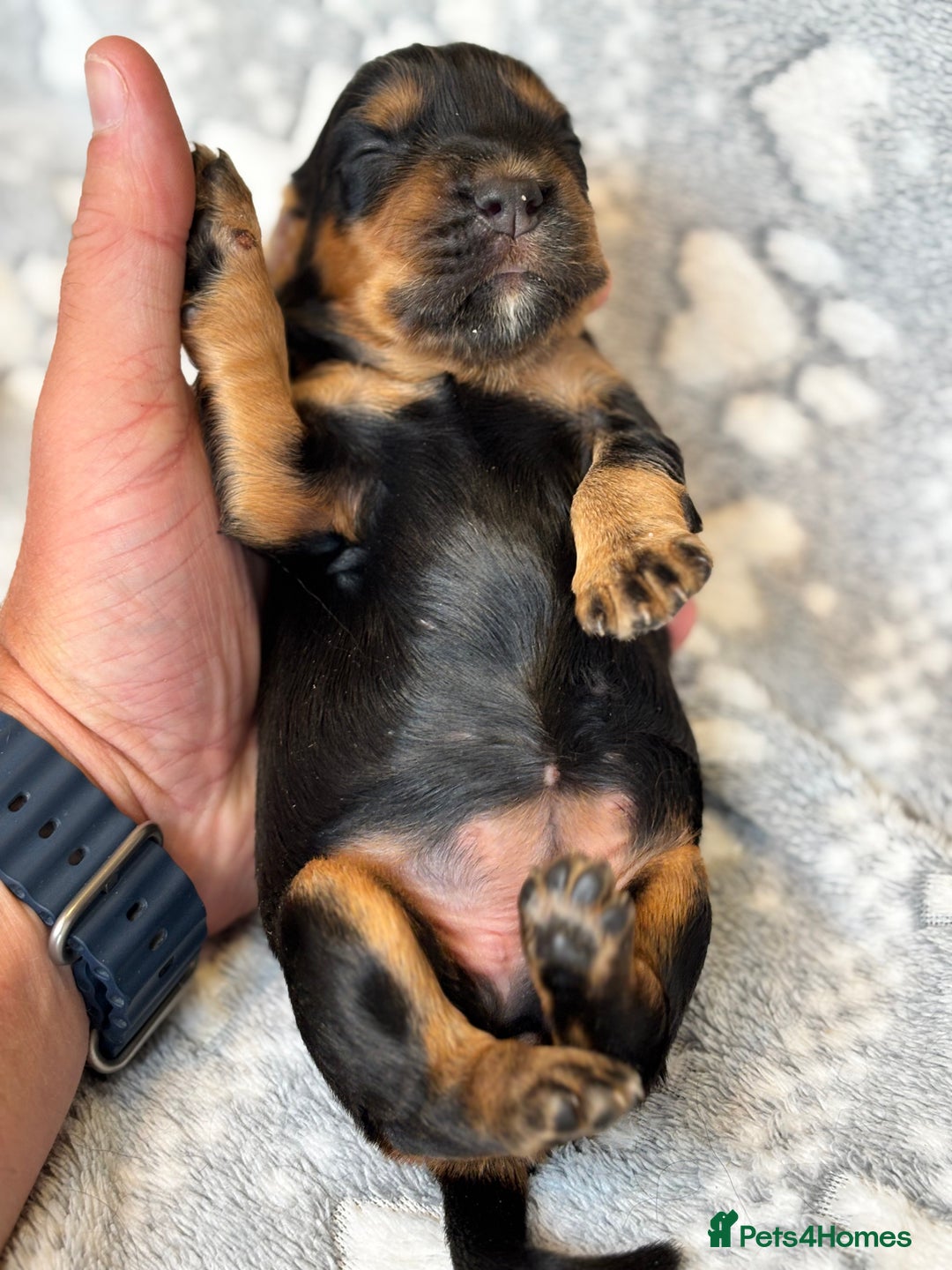 Cocker Spaniel dogs for sale: Champion bred KC health tested cockers  - Image 6