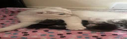 Scottish Fold cats for sale: Scottish Fold/Straight - Advert 12