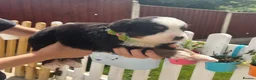 Bernese Mountain Dog dogs for sale: Beautiful Bernese Mountain Dog Puppies 7Girls 1Boy - Advert 14